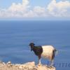 Крит. Горный козел на краю обрыва